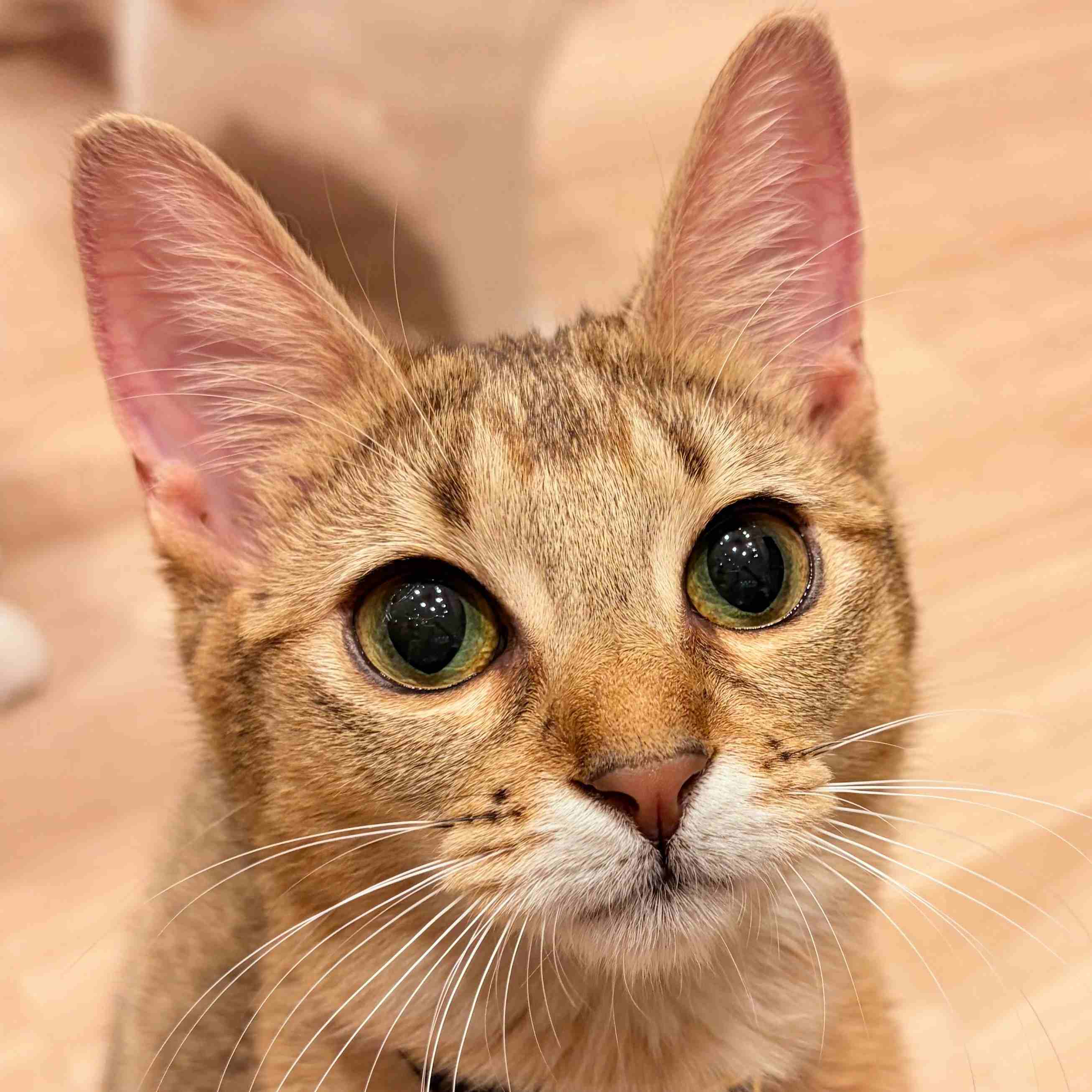 ウナ
